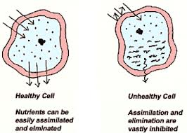 super healthy kids have super healthy cells